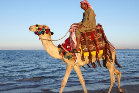 Camel Riding