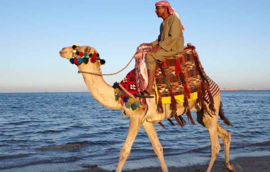 Camel Riding