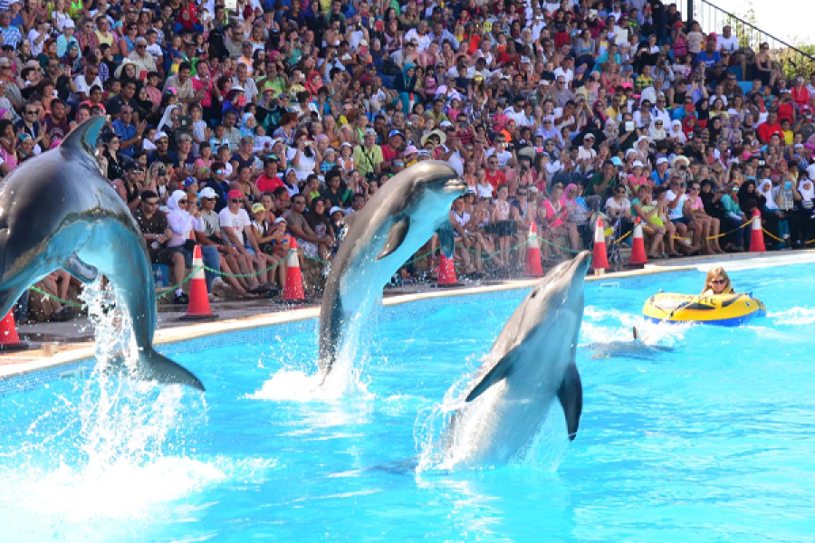 Dolphin Show