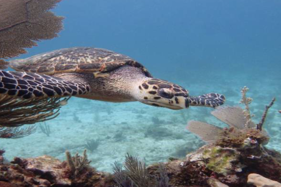 Underwater Naturalist in Dahab