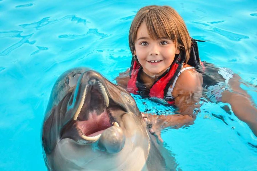 Swim with Dolphins in Swimming Pool