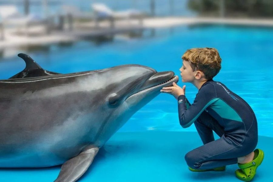 Photosession with Dolphins